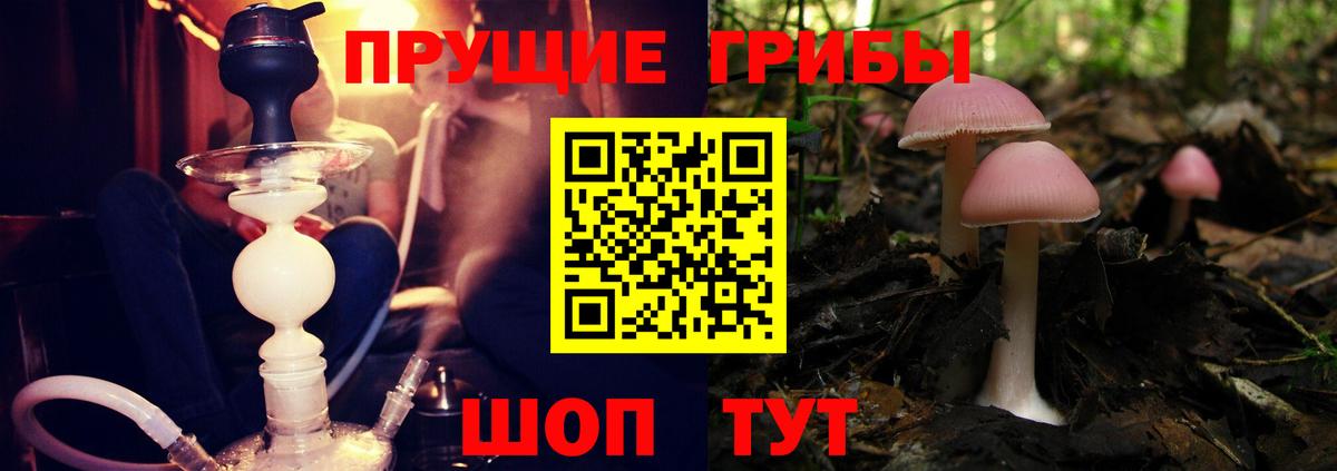 Псилоцибиновые грибы ЛСД  Владивосток  Галлюциногенные грибы Psilocybe 